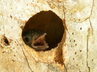 Grey-capped Pygmy Woodpecker - chick  - Krabi