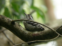 Grey-capped Pygmy Woodpecker - female  - Phuket