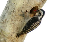 Grey-capped Pygmy Woodpecker - female  - Krabi