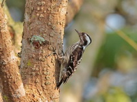 Grey-capped Pygmy Woodpecker - female  - Phang Nga
