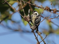 Grey-capped Pygmy Woodpecker - male  - Doi Ang Khang