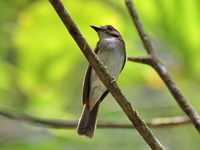 Grey-chested Jungle Flycatcher  - Bala