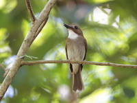 Grey-chested Jungle Flycatcher  - Bala