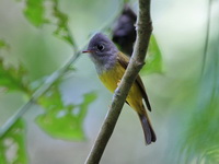 Grey-headed Canary Flycatcher  - Sa Nang Manora FP