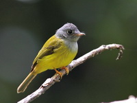 Grey-headed Canary Flycatcher  - Sa Nang Manora FP