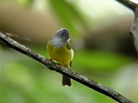 Grey-headed Canary Flycatcher  - Ton Pariwat WR