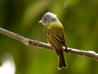 Grey-headed Canary Flycatcher  - Thung Salaeng Luang NP