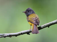 Grey-headed Canary Flycatcher  - Khao Luang Krung Ching NP