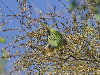 Grey-headed Parakeet - juvenile  - Baan Maka