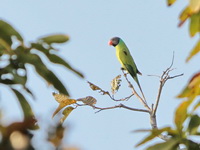 Grey-headed Parakeet  - Mae Ping NP
