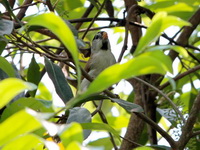 Grey-headed Parrotbill  - Doi Lang