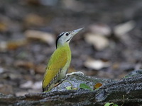 Grey-headed Woodpecker - female  - Kaeng Krachan