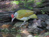 Grey-headed Woodpecker - male  - Kaeng Krachan