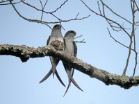 Grey-rumped Treeswift - male & female  - Phuket