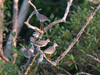 Grey-tailed Tattler - Breeding  - Chumphon