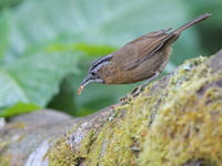 Grey-throated Babbler  - Doi Inthanon NP