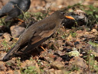 Grey-winged Blackbird - female  - Doi Ang Khang