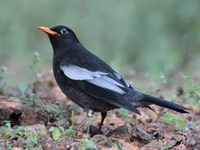 Grey-winged Blackbird - male  - Doi Ang Khang