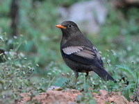 Grey-winged Blackbird - male  - Doi Ang Khang