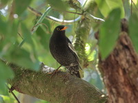 Grey-winged Blackbird - male  - Doi Lang