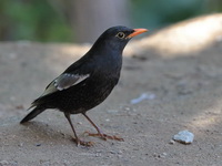 Grey-winged Blackbird - male  - Doi Lang
