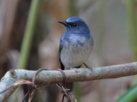 Hainan Blue Flycatcher - male  - Khao Yai NP
