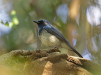 Hainan Blue Flycatcher - male  - Nam Tok Chet Sao Noi NP