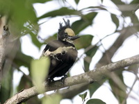 Heart-spotted Woodpecker - female  - Khao Yai NP