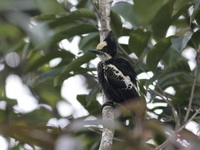 Heart-spotted Woodpecker - female  - Khao Yai NP