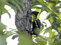 Heart-spotted Woodpecker - male  - Khao Yai NP