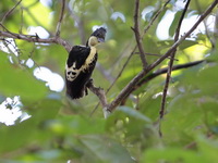 Heart-spotted Woodpecker - male  - Khao Ang Rue Nai WS