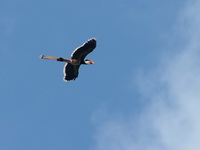 Helmeted Hornbill - female  - Sri Phang Nga NP