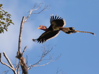 Helmeted Hornbill - male  - Khao Sok NP