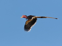 Helmeted Hornbill - male  - Khao Sok NP
