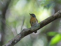 Hill Blue Flycatcher - female  - Khao Luang NP
