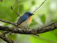 Hill Blue Flycatcher - male  - Doi Suthep NP