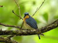 Hill Blue Flycatcher - male  - Doi Suthep NP