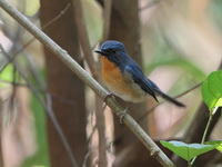 Hill Blue Flycatcher - male  - Mae Wong NP