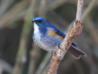 Himalayan Bluetail - male  - Doi Lang