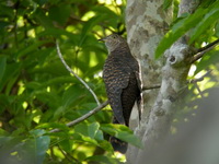 Himalayan Cuckoo - female hepatic morph  - Phuket