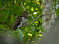 Himalayan Cuckoo - female hepatic morph  - Phuket