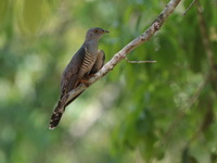 Himalayan Cuckoo  - Kaeng Krachan NP