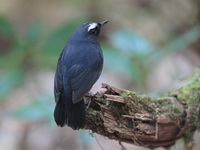 Himalayan Shortwing - male  - Doi Inthanon NP