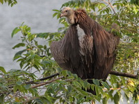 Himalayan Vulture  - Khao Sok NP