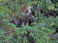 Himalayan Vulture  - Khao Sok NP