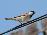 House Sparrow - male  - Phetchaburi