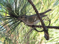 Hume's Leaf Warbler  - Doi Lang