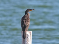 Indian Cormorant  - Phetchaburi