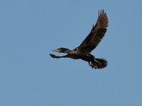 Indian Cormorant  - Bueng Boraphet