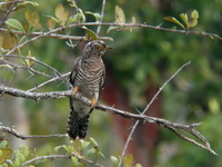 Indian Cuckoo - juvenile  - Koh Phra Thong